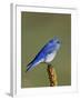 Male Mountain Bluebird, Douglas County, Colorado, USA-James Hager-Framed Photographic Print