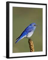 Male Mountain Bluebird, Douglas County, Colorado, USA-James Hager-Framed Photographic Print