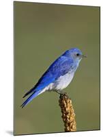 Male Mountain Bluebird, Douglas County, Colorado, USA-James Hager-Mounted Photographic Print
