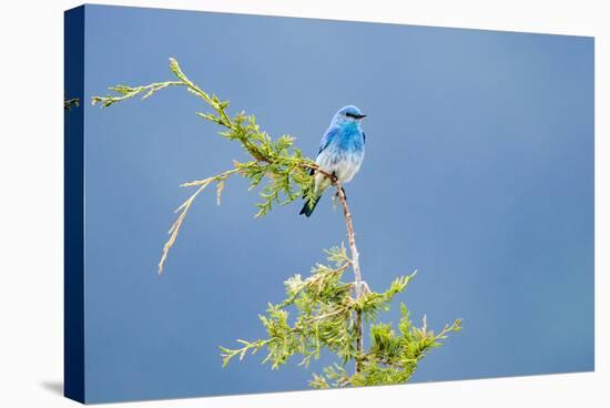 Male Mountain Bluebird in the Mission Valley, Montana, Usa-Chuck Haney-Stretched Canvas