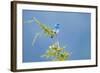 Male Mountain Bluebird in the Mission Valley, Montana, Usa-Chuck Haney-Framed Photographic Print