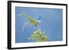 Male Mountain Bluebird in the Mission Valley, Montana, Usa-Chuck Haney-Framed Photographic Print