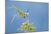 Male Mountain Bluebird in the Mission Valley, Montana, Usa-Chuck Haney-Mounted Photographic Print