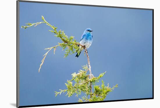 Male Mountain Bluebird in the Mission Valley, Montana, Usa-Chuck Haney-Mounted Photographic Print