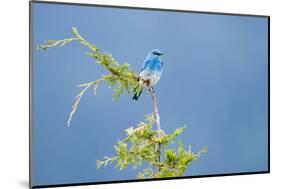 Male Mountain Bluebird in the Mission Valley, Montana, Usa-Chuck Haney-Mounted Photographic Print