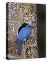 Male Mountain Bluebird (Sialia Currucoides)-James Hager-Stretched Canvas