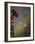 Male Mountain Climber on a Precipice-null-Framed Photographic Print