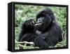 Male Mountain Gorilla, known as a 'silverback' Feeds in the Volcanoes National Park, Rwanda-Nigel Pavitt-Framed Stretched Canvas