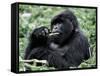 Male Mountain Gorilla, known as a 'silverback' Feeds in the Volcanoes National Park, Rwanda-Nigel Pavitt-Framed Stretched Canvas