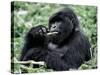 Male Mountain Gorilla, known as a 'silverback' Feeds in the Volcanoes National Park, Rwanda-Nigel Pavitt-Stretched Canvas