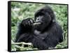 Male Mountain Gorilla, known as a 'silverback' Feeds in the Volcanoes National Park, Rwanda-Nigel Pavitt-Framed Stretched Canvas