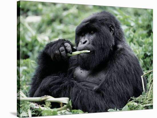 Male Mountain Gorilla, known as a 'silverback' Feeds in the Volcanoes National Park, Rwanda-Nigel Pavitt-Stretched Canvas