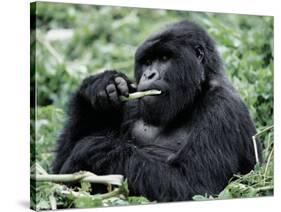 Male Mountain Gorilla, known as a 'silverback' Feeds in the Volcanoes National Park, Rwanda-Nigel Pavitt-Stretched Canvas