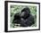 Male Mountain Gorilla, known as a 'silverback' Feeds in the Volcanoes National Park, Rwanda-Nigel Pavitt-Framed Premium Photographic Print