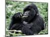 Male Mountain Gorilla, known as a 'silverback' Feeds in the Volcanoes National Park, Rwanda-Nigel Pavitt-Mounted Photographic Print