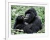 Male Mountain Gorilla, known as a 'silverback' Feeds in the Volcanoes National Park, Rwanda-Nigel Pavitt-Framed Photographic Print