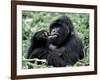 Male Mountain Gorilla, known as a 'silverback' Feeds in the Volcanoes National Park, Rwanda-Nigel Pavitt-Framed Photographic Print