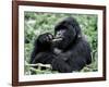 Male Mountain Gorilla, known as a 'silverback' Feeds in the Volcanoes National Park, Rwanda-Nigel Pavitt-Framed Photographic Print