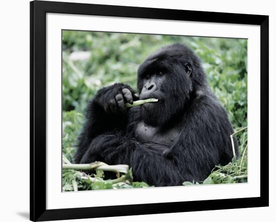 Male Mountain Gorilla, known as a 'silverback' Feeds in the Volcanoes National Park, Rwanda-Nigel Pavitt-Framed Photographic Print