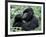 Male Mountain Gorilla, known as a 'silverback' Feeds in the Volcanoes National Park, Rwanda-Nigel Pavitt-Framed Photographic Print