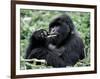 Male Mountain Gorilla, known as a 'silverback' Feeds in the Volcanoes National Park, Rwanda-Nigel Pavitt-Framed Photographic Print