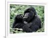 Male Mountain Gorilla, known as a 'silverback' Feeds in the Volcanoes National Park, Rwanda-Nigel Pavitt-Framed Photographic Print