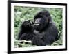 Male Mountain Gorilla, known as a 'silverback' Feeds in the Volcanoes National Park, Rwanda-Nigel Pavitt-Framed Photographic Print