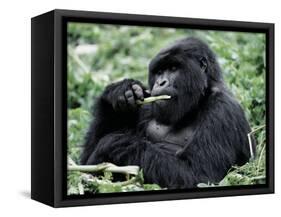 Male Mountain Gorilla, known as a 'silverback' Feeds in the Volcanoes National Park, Rwanda-Nigel Pavitt-Framed Stretched Canvas