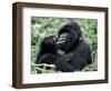 Male Mountain Gorilla, known as a 'silverback' Feeds in the Volcanoes National Park, Rwanda-Nigel Pavitt-Framed Photographic Print