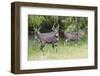 Male Mountain Nyala (Tragelaphus Buxtoni) (Balbok), Bale Mountains, Ethiopia, Africa-Gabrielle and Michael Therin-Weise-Framed Premium Photographic Print