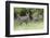 Male Mountain Nyala (Tragelaphus Buxtoni) (Balbok), Bale Mountains, Ethiopia, Africa-Gabrielle and Michael Therin-Weise-Framed Premium Photographic Print