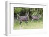 Male Mountain Nyala (Tragelaphus Buxtoni) (Balbok), Bale Mountains, Ethiopia, Africa-Gabrielle and Michael Therin-Weise-Framed Premium Photographic Print