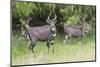 Male Mountain Nyala (Tragelaphus Buxtoni) (Balbok), Bale Mountains, Ethiopia, Africa-Gabrielle and Michael Therin-Weise-Mounted Premium Photographic Print