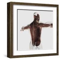 Male Muscle Anatomy of the Human Back-null-Framed Art Print