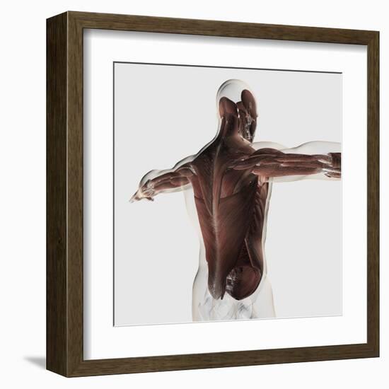 Male Muscle Anatomy of the Human Back-null-Framed Art Print