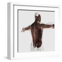 Male Muscle Anatomy of the Human Back-null-Framed Art Print