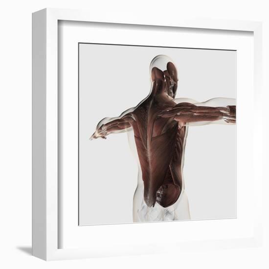 Male Muscle Anatomy of the Human Back-null-Framed Art Print