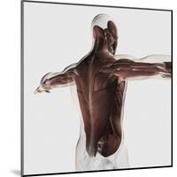 Male Muscle Anatomy of the Human Back-null-Mounted Art Print