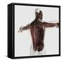 Male Muscle Anatomy of the Human Back-null-Framed Stretched Canvas