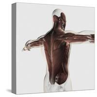 Male Muscle Anatomy of the Human Back-null-Stretched Canvas