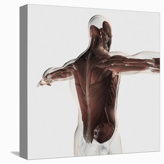 Male Muscle Anatomy of the Human Back-null-Stretched Canvas