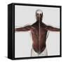 Male Muscle Anatomy of the Human Back-null-Framed Stretched Canvas