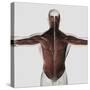 Male Muscle Anatomy of the Human Back-null-Stretched Canvas