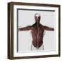 Male Muscle Anatomy of the Human Back-null-Framed Art Print