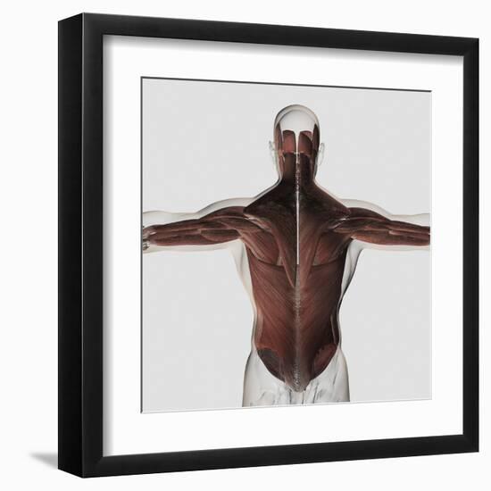 Male Muscle Anatomy of the Human Back-null-Framed Art Print