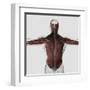 Male Muscle Anatomy of the Human Back-null-Framed Art Print