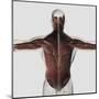 Male Muscle Anatomy of the Human Back-null-Mounted Art Print