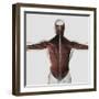 Male Muscle Anatomy of the Human Back-null-Framed Art Print