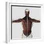 Male Muscle Anatomy of the Human Back-null-Framed Art Print