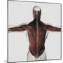 Male Muscle Anatomy of the Human Back-null-Mounted Art Print